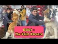 This is 10 months old saint bernard puppy | Secret behind bullet’s huge growth ? 😱 |Call-8808081117