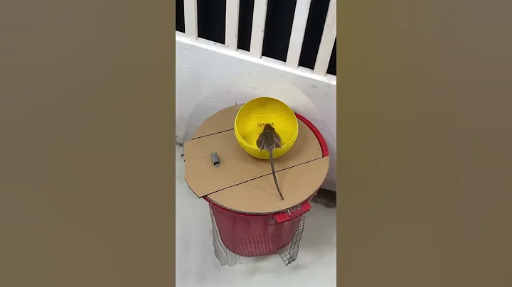 Shocking! Mice see candy colors, forget all risl? #cat  #catandmouse  #funny