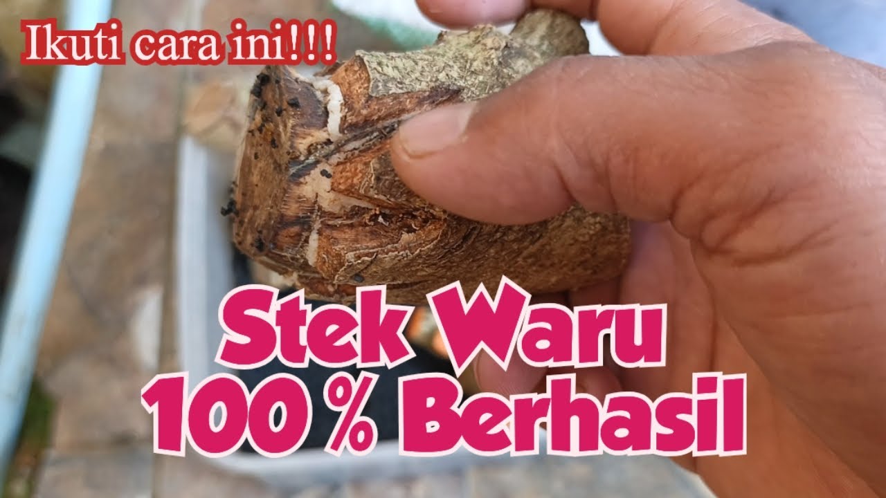 Cara stek waru anti gagal