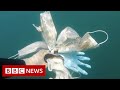 New video by BBC News on YouTube