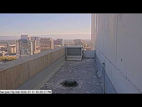 San José City Hall Peregrine Falcon Camera - Ledge — San José, CA live camera thumbnail
