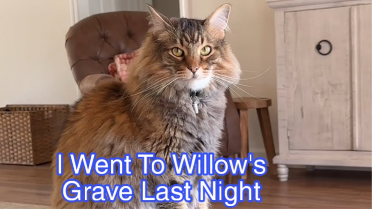 Тигра скучает по Уиллоу… 🥺