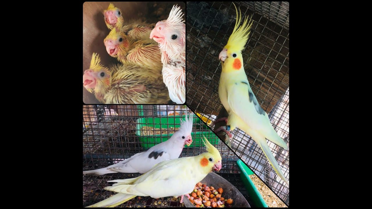 Cockatiels Breeding Season Wooden Nest Box Provision and useful tips for Cockatiel Breeders