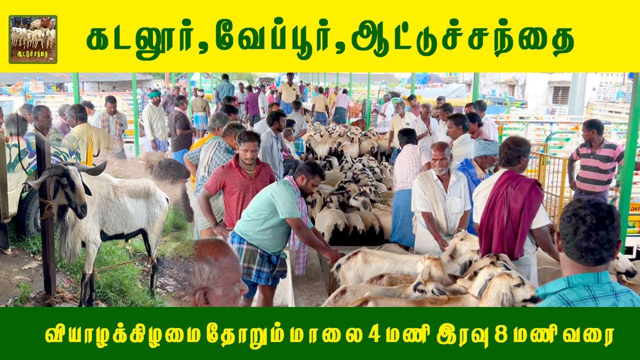 கடலூர் வேப்பூர் ஆட்டுச்சந்தை | Cuddalore Veppur Goat Market | Tamil Nadu Attu Santhai 2025 - Part -1