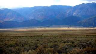 Time Lapse - Cow Grazing Utah