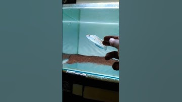 Thumbnail of auranti flaring tangan #shortvideo #shorts #chana #auranti