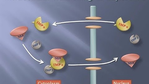 M04_AB-3000_Cellgraph_Visualization of intracellular protein trafficking in living cells_ENG