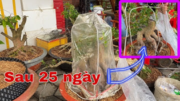 Phôi Mai Vàng Yếu Sau 25 ngày Chăm Sóc