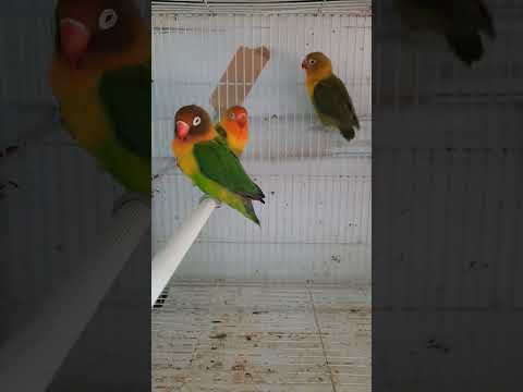 طيور زينة الحب فيشر غندورة Agapornis