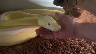 Reticulated Pythons decide that my hand is not food (no hook)