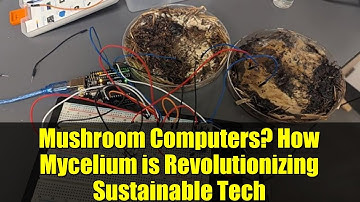 Mushroom Computers? How Mycelium is Revolutionizing Sustainable Tech