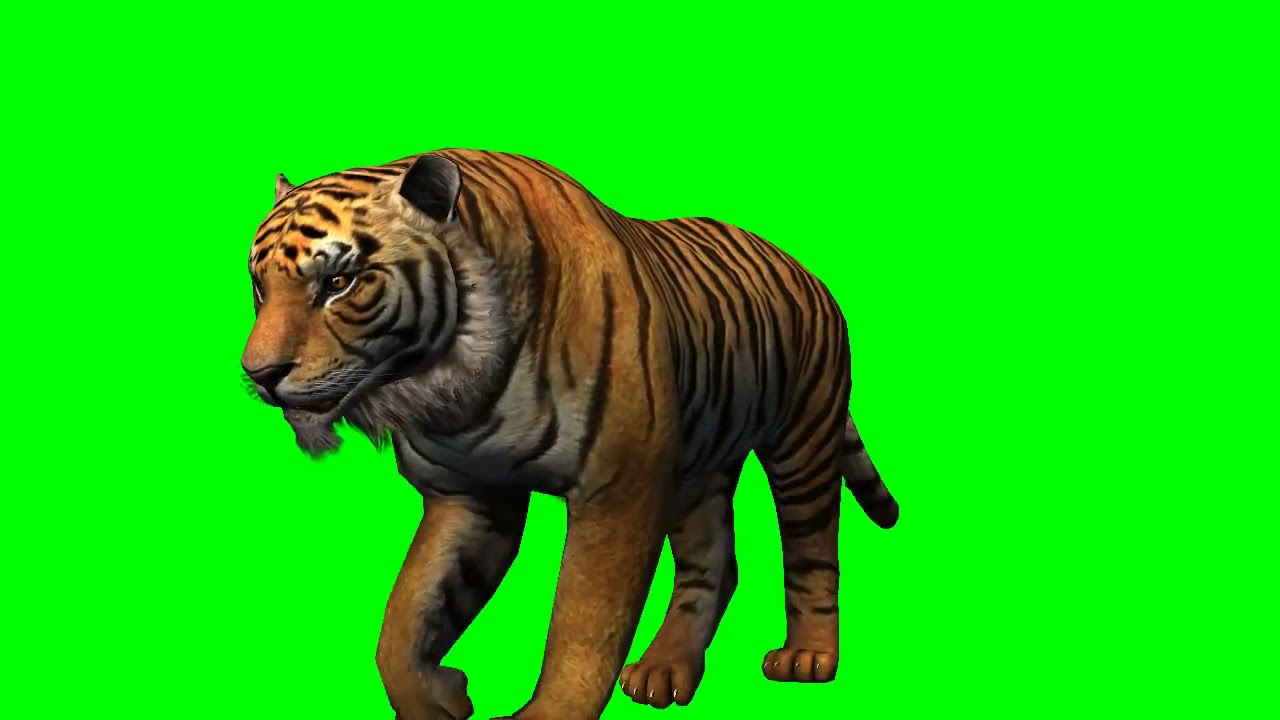 Green screen Tiger 