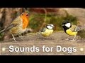 Sounds and Videos for Dogs 🐶 Beautiful Woodland Birds