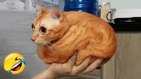 Video 9288651: pet collective, funny cats dogs, dog compilation