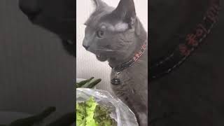 기미상궁 고양이-러시안블루