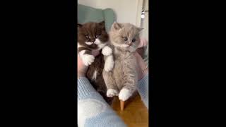 baby cats cute - funny cat videos collection 2024