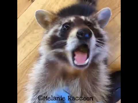 ენოტი ითხოვს ყურძენს და იცის სად ინახება - raccoon