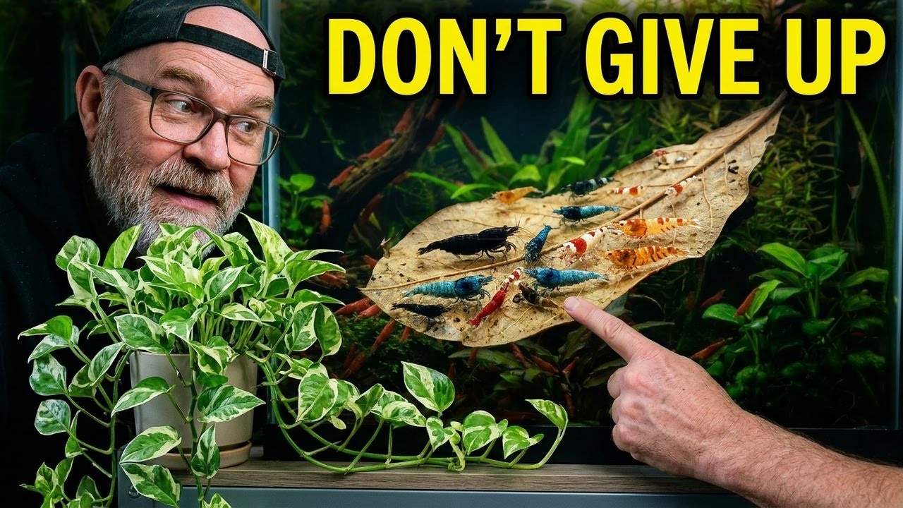 I Stopped Doing These 5 Things And My Shrimp Finally Bred