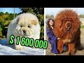 THE Most EXPENSIVE DOG BREEDS In The World