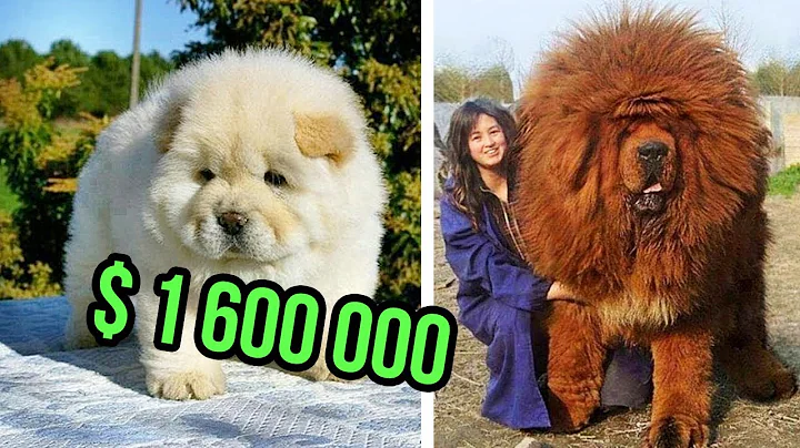 THE Most EXPENSIVE DOG BREEDS In The World - DayDayNews