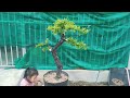 M821. gl ae một cây cẩm thị .lh 0933648634