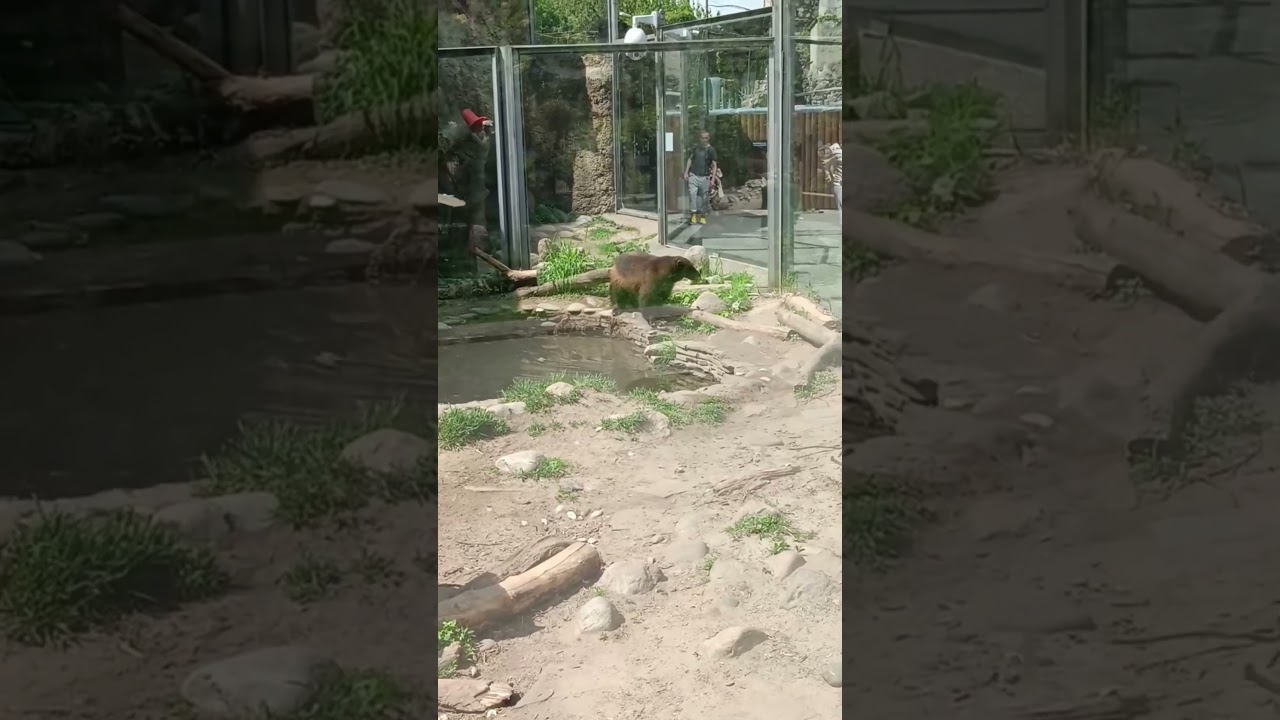 Moscow Zoo. Wolverine  