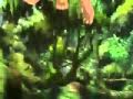 Tarzan 2