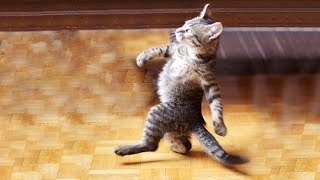 Смешные Животные : 1 час самых смешных видео о кошках |Приколы с котами и собаками