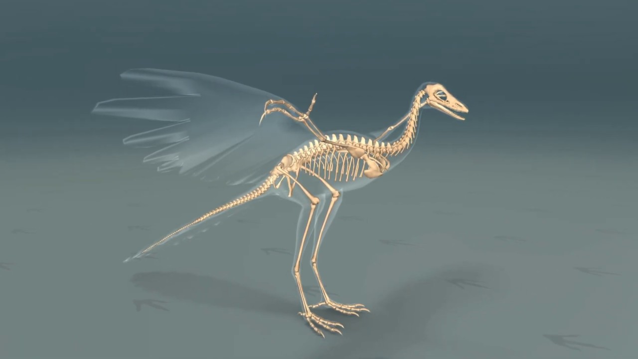 Plesiosaurus animation