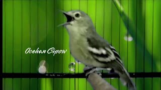 Download Lagu Kicauan Burung sirtu TERBAIK. Ampuh Bikin Emosi semua jenis Burung Sirtu. MP3