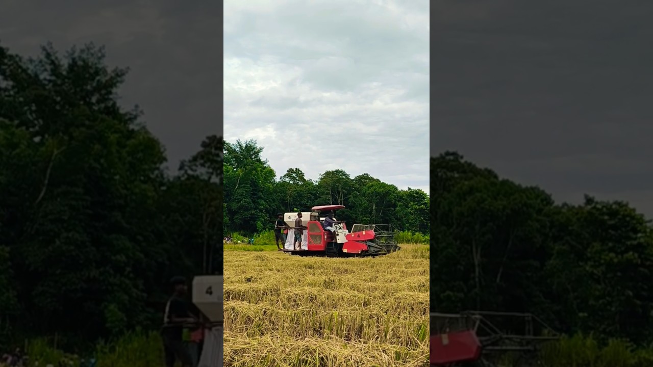 Farmers use a rice combine harvester for faster harvesting 