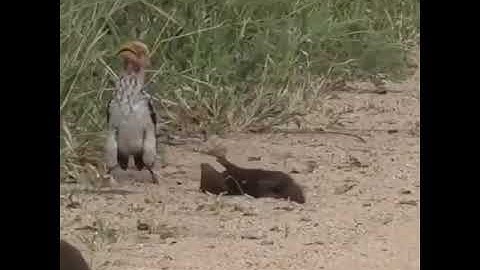Hilarious dwarf mongoose plays dead for hornbill