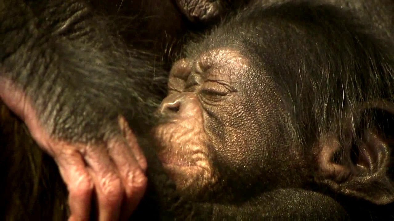 東山チンパンジー 双子の赤ちゃん 14  Chimpanzee twin baby