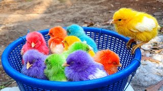 Catching chickens,cute chickens, rainbow chickens,colorful chickens,rainbow chickens,animals cute 32