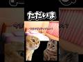 【猫ミーム】ただいま