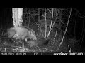 Is that wild boar dead?/Mežacūkas