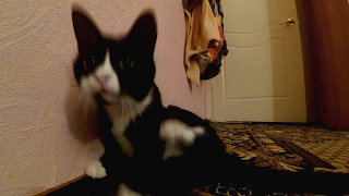 КОТ ЗАВИС\\CAT CODE КОТ ЗАВИС\\CAT CODE