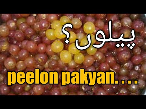 Peeloon Fruit پیلوں پھل