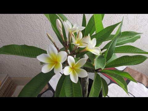 Como Cuidar una Planta Cacaloxochitl / Flor de Mayo / Planta Flor del Cuervo / Sak-Nikte #67