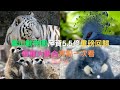 【vlog】壽山動物園重磅回歸/萌寵大集合！亮點一次看！狐獴｜龍貓都來了！Shoushan Zoo blue crown pigeon meerkat  Golden Cheeked Gibbon