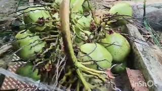 Narecal Tree Porise Kar Kora Hos A