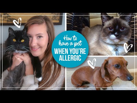 Videó: 3 módszer a háziállat -allergiák kezelésére, amikor meglátogat valakit háziállattal