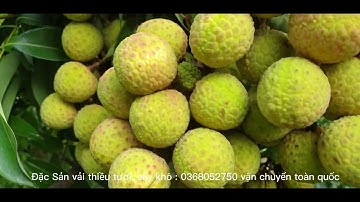 Nho Đột Biến Vải - Vải Thiều Tiến Vua Đã Đỏ Quả l Luc Ngan lychee l Núi Đồi Lục Ngạn