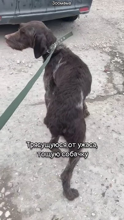 Хозяева сдали собаку в отлов и попросили усыпить. Больной она им не ...