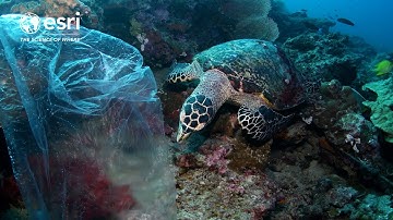 How microplastic pollution affects marine life