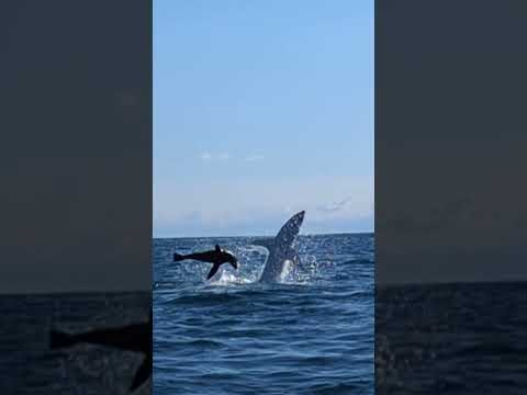 Shark Chasing Seal Nearly Capsizes Kayaker