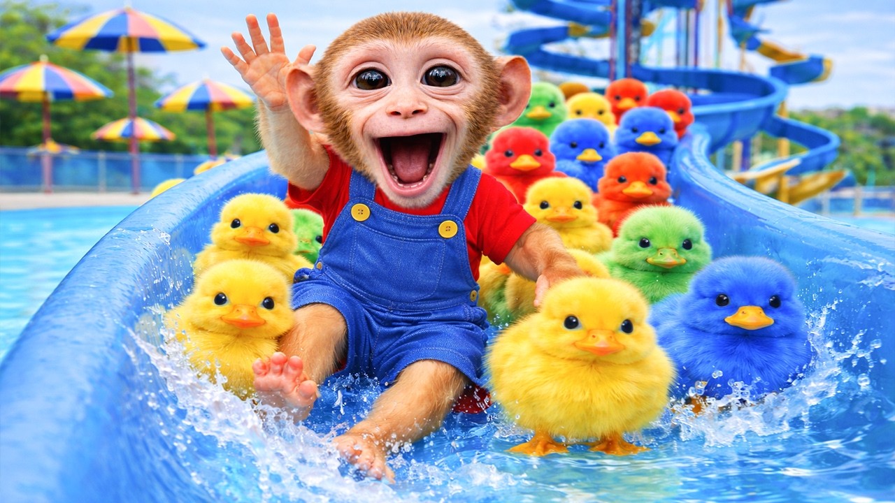 Bebé Mono Nana nada en una piscina de fresas con el patito y cosecha maíz colorido 🍓🏊‍♂️🌽