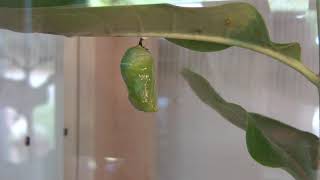 Caterpillar  changes to a chrysalis by Joe Buck 25 views 3 years ago 2 minutes, 3 seconds