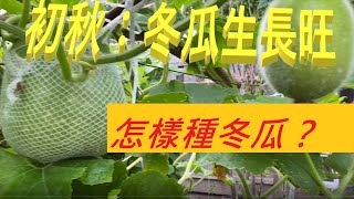 初秋：冬瓜生長旺， 怎樣種冬瓜？/ Early Autumn: Winter Melons Grow Vigorously， How to Grow Winter Melon