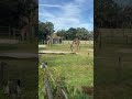 Giraffes at Zoo Tampa #thatfloridafeeling #florida #travel #tampa #giraffe